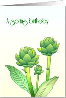 Spring Birthday Drawing of Artichokes and Foliage card