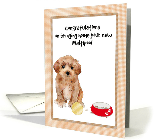 Congratulations Bringing Home New Maltipoo Puppy card (1687820)