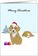 Brown Bernedoodle Dogs Out in the Snow Christmas card