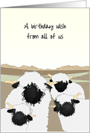 Birthday From All of Us Blacknose Sheep on High Ground card