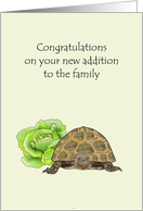 New Pet Reptile Tortoise Resting Beside A Yummy Head of Lettuce card