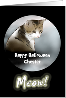 Halloween For Cats...