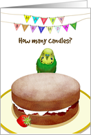 Green Parakeet Asking How Many Candles Sponge Cake Birthday card