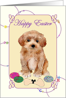Easter For Pet Maltipoo Colorful Eggs And Bone Shaped Chew Toy card