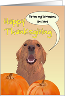 Thanksgiving from Retriever Pet Dog and Hoomans card