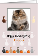 Thanksgiving Cartoon Cat Profiles and Pumpkins Custom Photo card