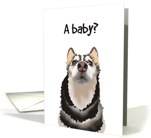 Unplanned Pregnancy Pet Husky With Surprised Look card (1858010)