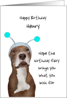 Custom Birthday Wishes from Pit Bull Dog Wearing Novelty Hat card