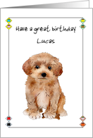 Birthday Cute Maltipoo Bearing Gift Of Dog Biscuit card