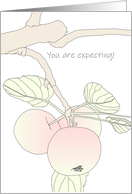 Congratulations Expecting Apples on a Branch in Soft Shades