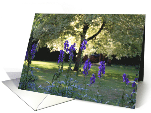 A Dash of Blue in the Garden Monk's Hood Flowers Blank card (851288)