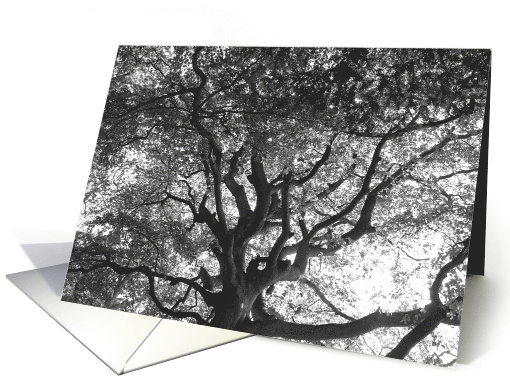 Encouragement Majestic Tree in Black and White Photograph card