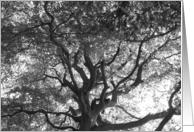 Encouragement Majestic Tree in Black and White Photograph card