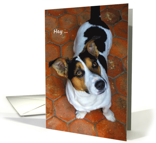 Encouragement A Dog's Eyes Say It All Cute Jack Russell card (856611)
