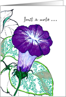 Sketch Of A Morning Glory Flower Blank card