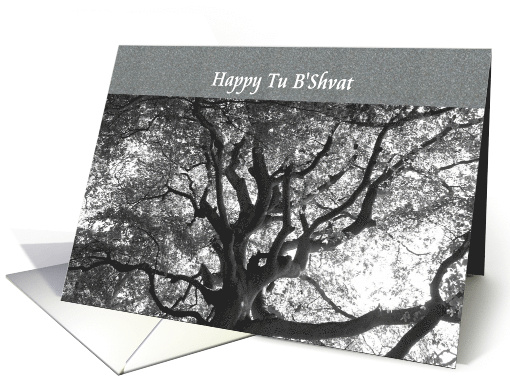 Tu B'Shvat View From Beneath A Tall And Majestic Tree card (893827)