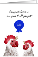 Congratulations on 4-H project success, Happy chickens card