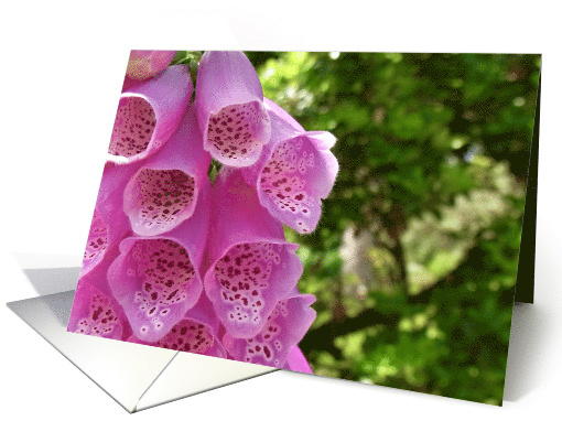 The Beautiful Foxglove Blank card (934782)