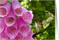 The Beautiful Foxglove Blank card