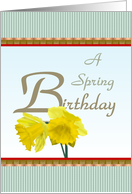 A Spring Birthday Yellow Daffodils card