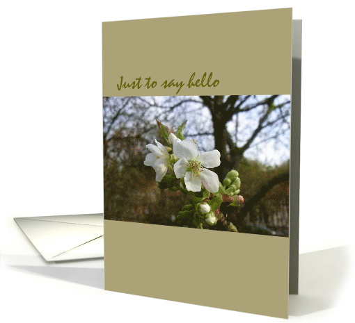 Hello and Hi There Flowering Cherry Blank card (989545)