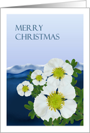 Pyrenees France Christmas Glacier Buttercup Arctic Alpine Flower card