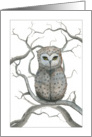 Blank Card - Soft Eyed Owl card
