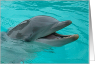 Dolphin Laugh card