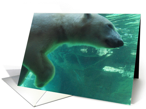 San Diego Zoo card (857229)