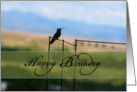 Happy Birthday - Hummingbird card