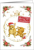 Chihuahua Christmas Cheer