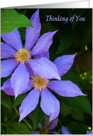 Thinking of you - Purple Flowers card