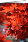 Thanksgiving - Radiant Red Fall Leaves card