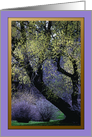 Spring Trees at Finch Arboretum ~ Blank card