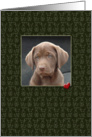 Pet Sympathy Loss of Dog Labrador Puppy card