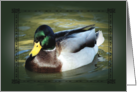 Happy Birthday ~ Mallard Swimming in Creek card