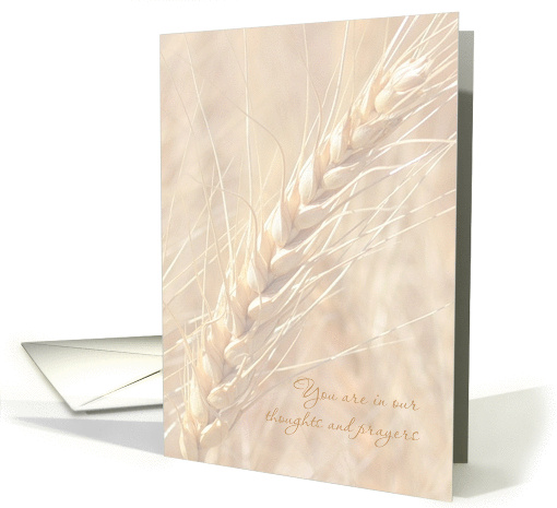 Sympathy You Are in Our Thoughts and Prayers Wheat card (1279420)