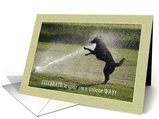 Birthday Border Collie Playing in Sprinkler card (1289690)