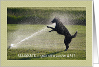 Birthday Border Collie Playing in Sprinkler card