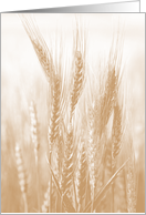 Golden Wheat Blank Note card