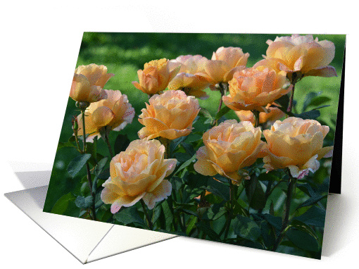 Yellow Roses in the Garden Blank card (866168)