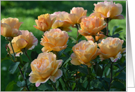 Yellow Roses in the Garden Blank card