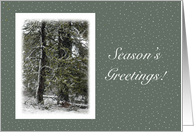 Season’s Greetings Peaceful Trees in Winter Snow Scene card