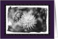 Happy Birthday - Black and White Dahlia’s card