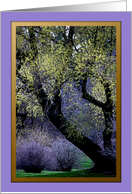 Spring Trees at Finch Arboretum ~ Blank card
