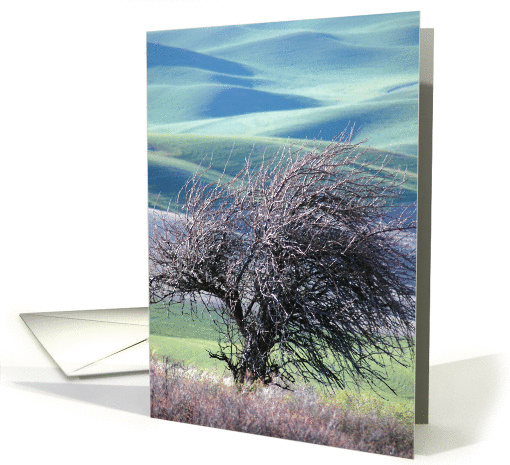 Over-looking Steptoe Butte ~ Blank card (875476)