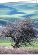 Over-looking Steptoe Butte ~ Blank card