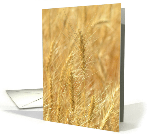 Golden Wheat ~ Amber Waves of Grain Blank card (981511)