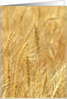 Golden Wheat ~ Amber Waves of Grain Blank card