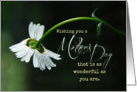 Wonderful Mother’s Day - White Daisy Card